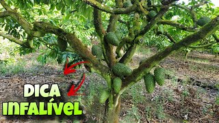 Nunca mais perca seus frutos de graviola DICA PARA PRODUZIR MUITA FRUTA [upl. by Kowal]