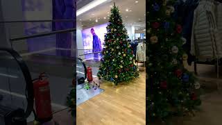 Christmas Tree 🎄 christmas alliwantforchristmasisyou merrychristmas music christmassongs [upl. by Niahs]