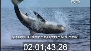 Breaching Great White Sharks Nautilus Productions [upl. by Neyut832]