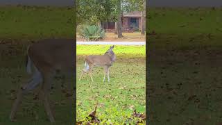 Deer  Headed for the neighbors corn feeder deerwatching nature wildlife deersighting deer [upl. by Diskson]