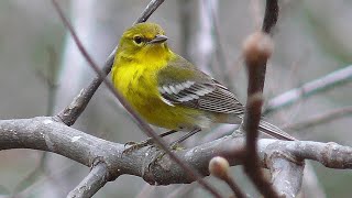 Pine Warbler first visit  22 Nov 2024  Irmo SC [upl. by Assiluj]