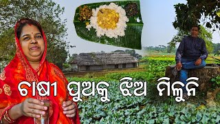 ଚାଷୀ ପୁଅକୁ ଝିଅ ମିଳୁନି l Hectare hectare vegetables l Gouranga Nayak Odia Vlogs [upl. by Janot]