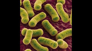 Bacteriology Part 6 Family EnterobacteriaceaeYersiniaceae Serratia Erwinia and Yersinia [upl. by Les]