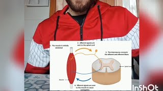 Rimbalzare dopo leccentrica riflesso miotatico e organo tendineo del golgi [upl. by Etnwahs291]