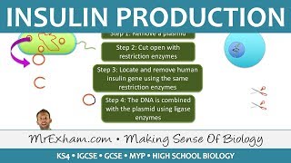 Insulin Production  GM Bacteria  GCSE Biology 91 [upl. by Zeeba]