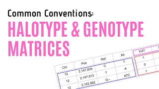 Haplotype and Genotype Matrices  Common Conventions [upl. by Meli]