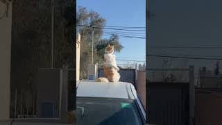 Pet cat strikes prairie doglike pose on car in Bahía Blanca [upl. by Ardnuyek]