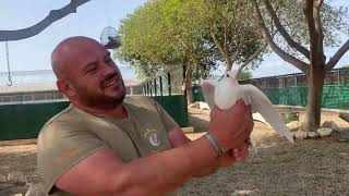 Camperos que paséis un Feliz Viernesse llevan las palomas blancas para soltarlas en la Romería👍😘 [upl. by Helli]