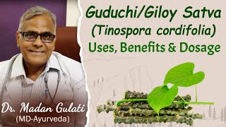 GuduchiGiloy SatvaTinospora cordifolia uses benefits and dosage  Dr Madan Gulati [upl. by Bern]