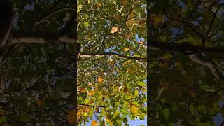 Tulip tree  canopy  October 2024 [upl. by Anauqed417]