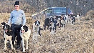 30 DE CAINI CIOBANESTI DE BUCOVINA SI CORBIIN SATUL BATRANI LA FATU ILIE JUD PRAHOVA [upl. by Ray]