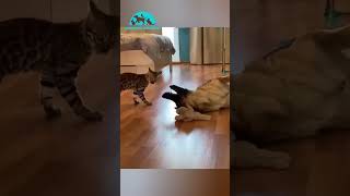 Moments Hilarants  Les Animaux les Plus Drôles en Action  🐾😂 [upl. by Bakeman]