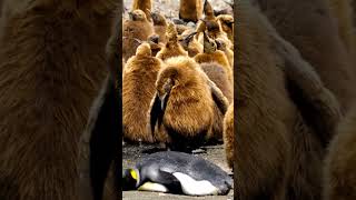 Cutest Penguin Chicks Everpenguin baby животных shorts [upl. by Analed]