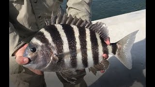 How To Catch Giant Sheepshead  OBX Fishing [upl. by Sellihca960]