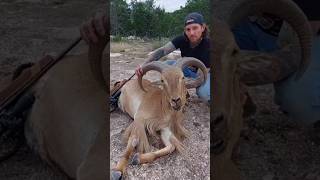 Put some FREERANGING texas meat on the table ol son hunt hunting aoudad wildlife outdoors [upl. by Alysa]