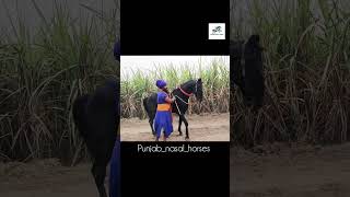 Punjabnasalhorses99 majuke marwari nukra horseriding horse punjabnasalhorses [upl. by Claman]