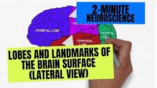 2Minute Neuroscience Lobes and Landmarks of the Brain Surface Lateral View [upl. by Gresham]