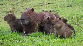 CAPYBARA with their young HYDROCHOERUS HYDROCHAERIS WILDLIFE CAPIVARA Wetland animals [upl. by Fabi409]