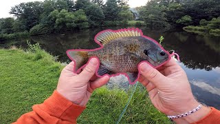 Catching BIG Bluegill On Fly Fishing Gear [upl. by Ialocin]