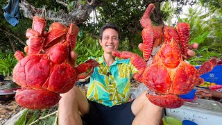 Huge Coconut Crab 🦀 UNLIKE Any Other Crab on Earth South Pacific Islands [upl. by Matheson]