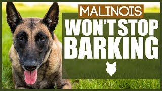 How To Stop Your BELGIAN MALINOIS Barking [upl. by Corliss]