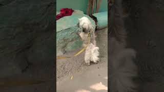 ❤️Lhasa apso ultimate quality ❤️viralvideo shots cute dog ❤️ [upl. by Harbour]