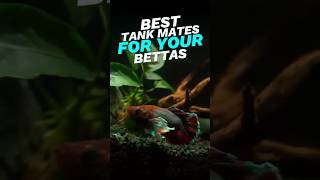 Best tank mates for your betta🐬 bettafish bettathailand ytshorts pettalks [upl. by Schott]