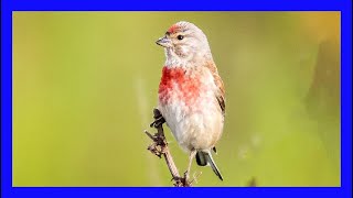 Pardillo Cantando  Eurasian Linnet Singing  Linaria Cannabina [upl. by Badger81]