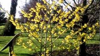 Hamamelis x intermedia Arnold Promise Witch Hazel [upl. by Gough120]