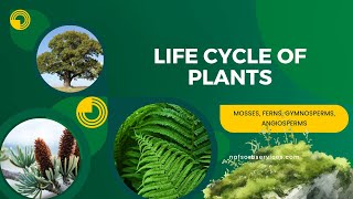 Life Cycle of Plants [upl. by Grange963]