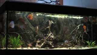 South American Community Aquarium  Discus Tank [upl. by Mount]