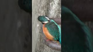 11月6日 善福寺川のカワセミ birds nature tokyo スマホ動画 スマホ望遠レンズ kingfisher カワセミ バードウォッチング 東京 wildlife [upl. by Eillam]