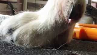 DSCF9392 Clipping ingrown dewclaws on a border collie [upl. by Aerdnwahs642]