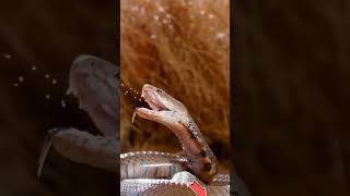 Poisonous Vs Venomous Snakes 🐍 factstelugu ytshorts [upl. by Gibrian]