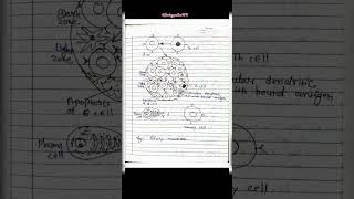 B cell activation b cell differentiationmachanism in Hindi notes for MSc 3rd semester [upl. by Ashton]