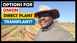 Onion Farming in Zambia 2022 Update 4 May 25 Onion on Westgate Transplanted vs Direct Seeded [upl. by Anomer240]