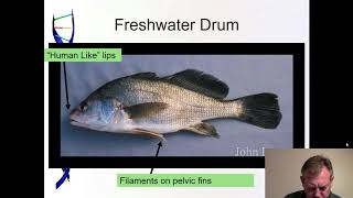 Ichthyology Lecture 38  KY Families  Drum [upl. by Lew965]