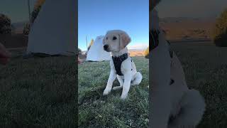 🌟🌟Connect Other Golden Retriever Lovers Via Charity Events🌟🌟KNOWLEDGE BITE 169 shortsdog cute [upl. by Akelahs]