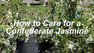 How to Grow Confederate Jasmine in the Home Landscape for SUPER FRAGRANT Flowers [upl. by Davina]