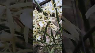 Brassavola Perrini orquideascollection orchid viralvideo flores coleção [upl. by Cobby]