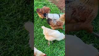 Comparing Flopsies eggs with Easter Egger eggs animalshorts animallover chickens [upl. by Odinevneib969]