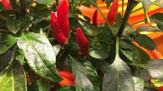 Hydroponic Vs Soil Peppers  Can You Taste The Difference  Part2 [upl. by Evaleen]