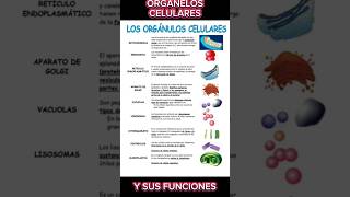 Organelos celulares y sus funciones✅ medicina educación fisiologia [upl. by Lauro129]