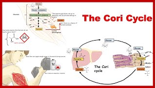 cori cycle and its physiological significance [upl. by Stulin]