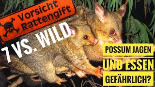 Rattengift Tierische Notnahrung Possum in Neuseeland essbar 7vswildstaffel4 [upl. by Nohtanhoj357]