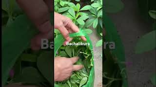 Bachalikura lo folic acid and ironytviralyoutubeshortstrendingshorts [upl. by Keefer]