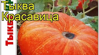 Тыква Красавица Краткий обзор описание характеристик где купить семена cucurbita pepo Krasavitca [upl. by Adianez]