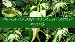 MARANTA ARUNDINACEA  ARROWROOT  CARE AND TIPS FOR BEGINNERS 🌿 [upl. by Roice]