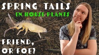 Springtails Found In Houseplant Soil  Should I Panic [upl. by Serene]