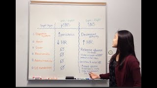 Parasympathetic vs Sympathetic Responses [upl. by Ledba202]